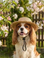 Kapelusz dla zwierząt - beżowy. Brązowe kapelusze Sinsay, bez wzorów. Za 9.99 zł.