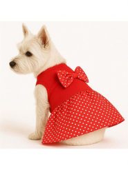 Paws&Whiskers Bluza w kolorze czerwonym dla psa rozmiar: S. Czerwone bluzy Paws&Whiskers, s, bez wzorów, bez ramiączek, bez kaptura. Za 82.99 zł.